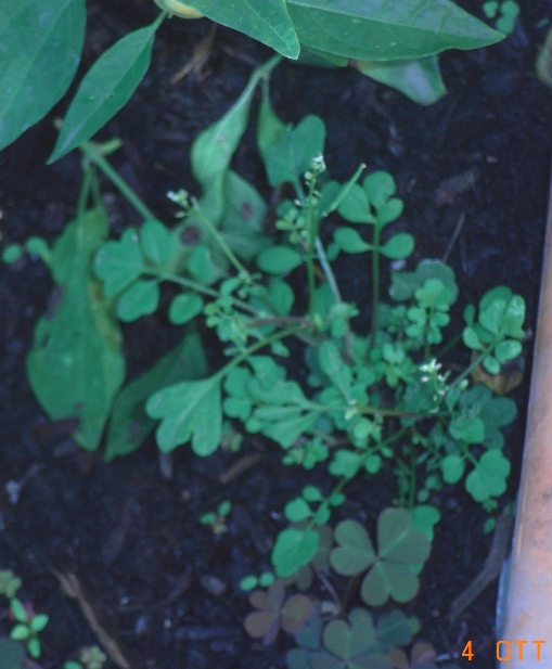 Cardamine hirsuta